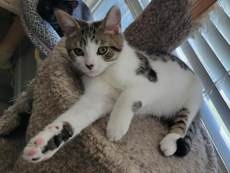 A baby medium-sized male White Domestic Short Hair cat named Milo for adoption in Lewis Center, OH
