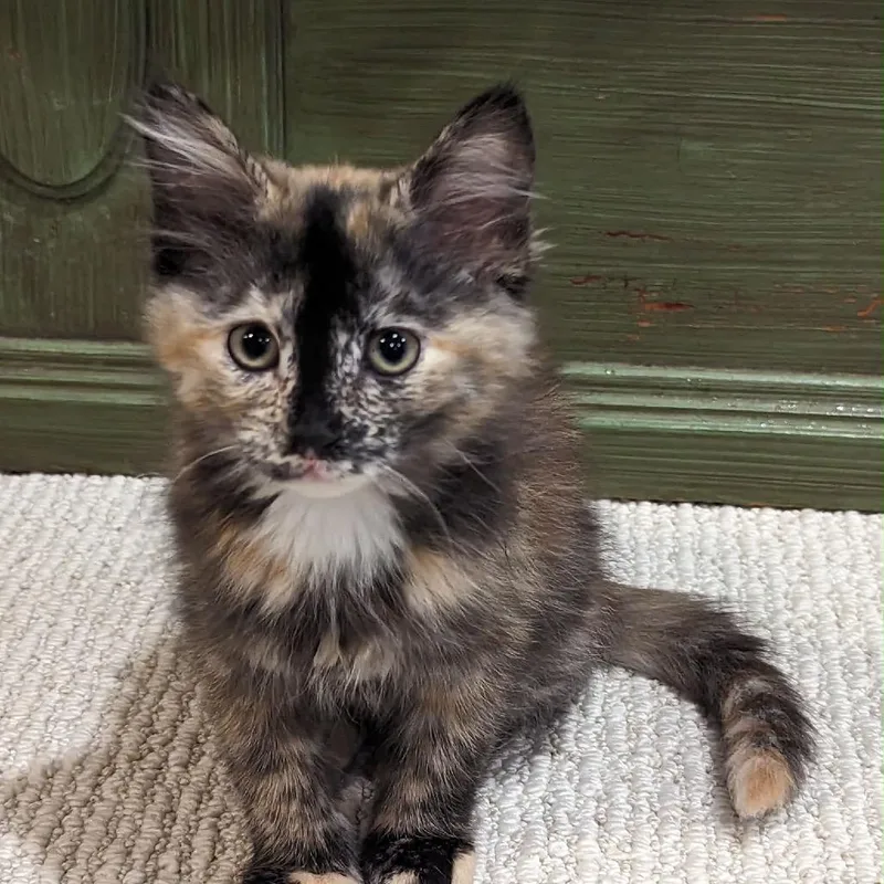 A young medium-sized female Tortoiseshell Domestic Medium Hair cat named Morticia for adoption in Clinton, IL