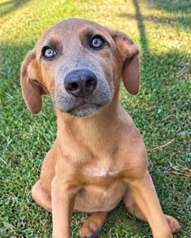 A baby medium-sized male Weimaraner dog named Pup Cumin for adoption in Washington, DC