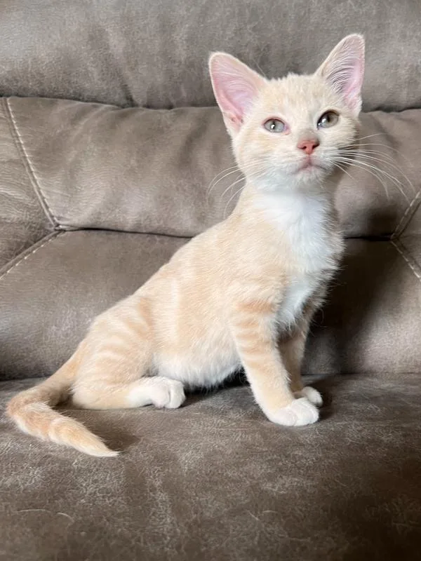 A baby small-sized female Domestic Short Hair cat named Zoie for adoption in Rochester, IN