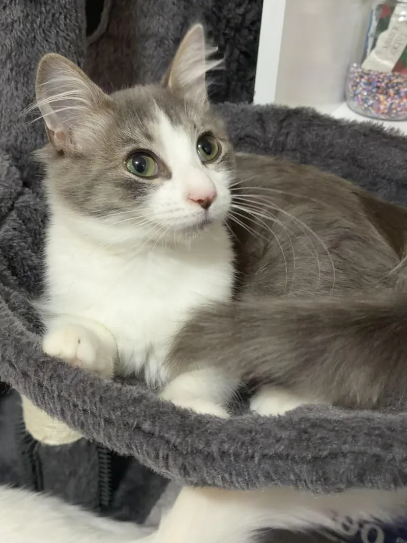 A young medium-sized male Domestic Short Hair cat named Bitsy and Benji for adoption in Floyd, VA