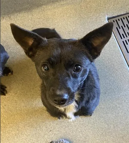 A young small-sized female Chihuahua dog named Chanel for adoption in San Martin, CA