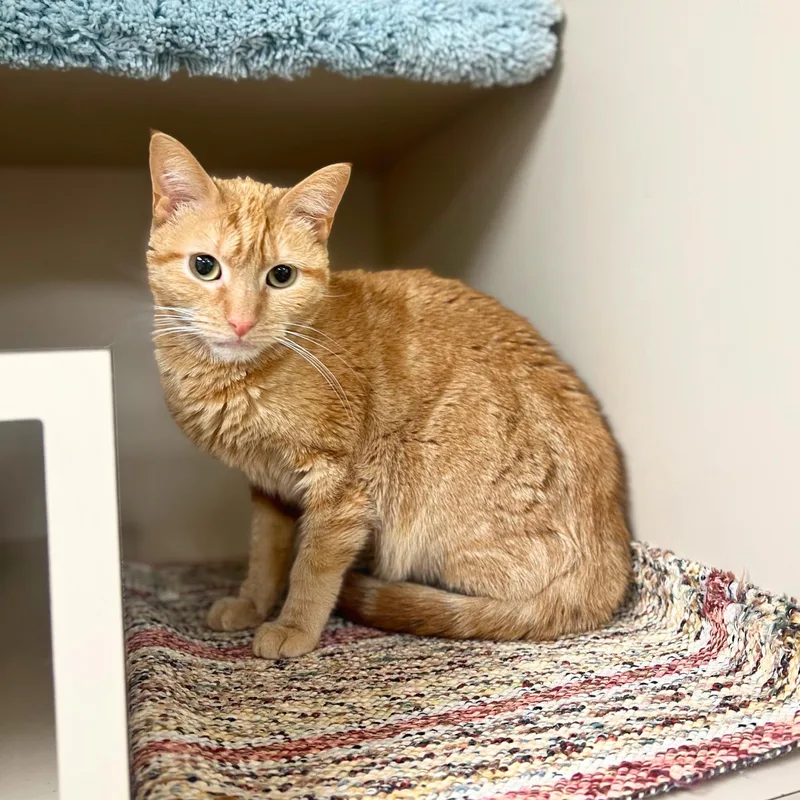 An adult medium-sized female Orange / Red Domestic Short Hair cat named Pumpkin for adoption in Quincy, IL