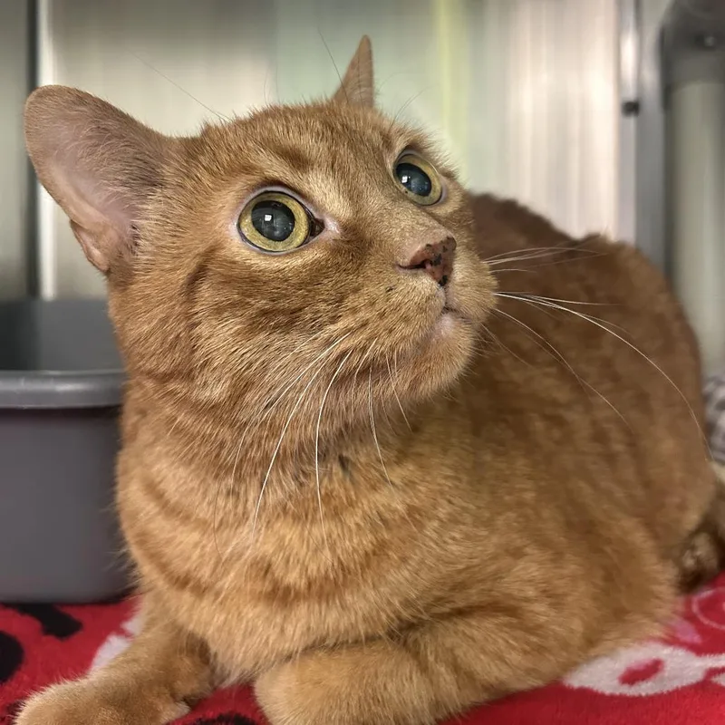 Leo