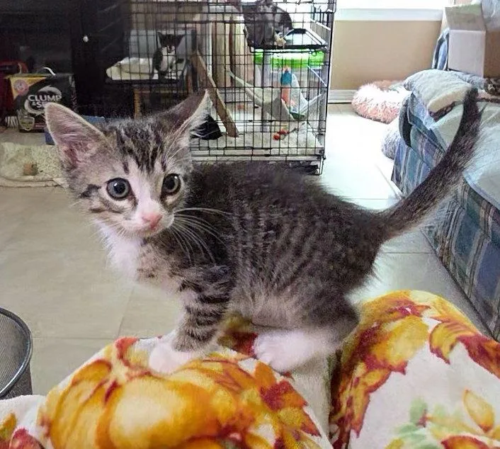 A baby medium-sized female Tabby cat named Oakley for adoption in Magnolia Springs, AL