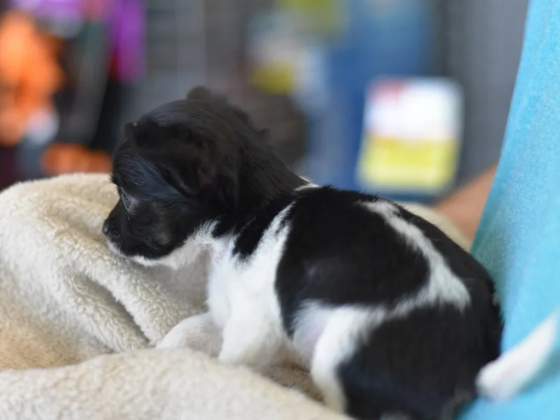 A baby small-sized female Chihuahua dog named Cuddles for adoption in Montgomery, TX