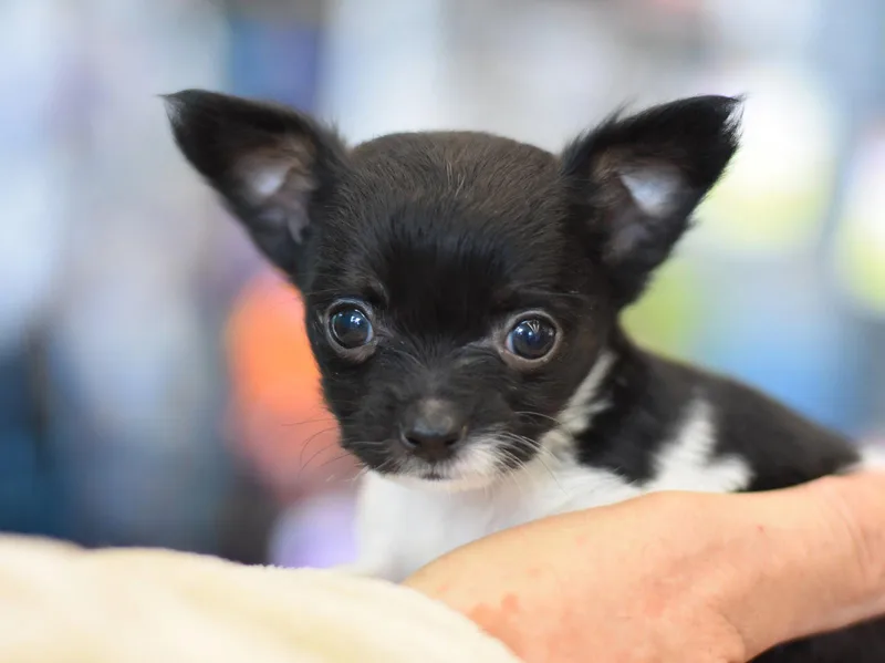 Cuddles thumbnail 2