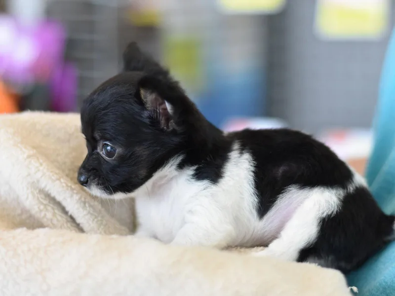 Cuddles thumbnail 3