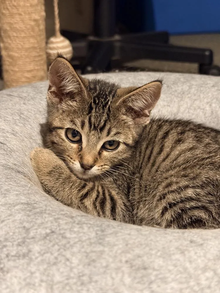A baby small-sized male Brown / Chocolate Domestic Short Hair cat named George for adoption in Hudson, NH