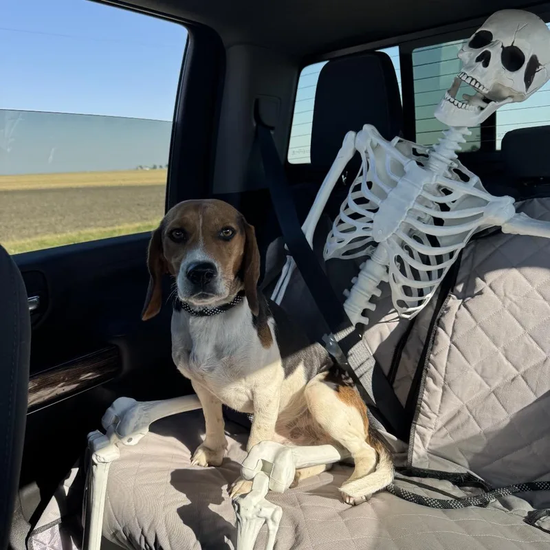 An adult small-sized male White / Cream Beagle dog named MCSOStray for adoption in Sullivan, IL