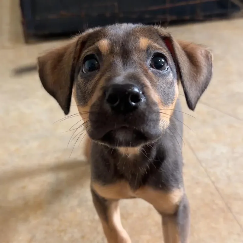 A baby medium-sized male Bicolor Labrador Retriever dog named Ella for adoption in Boca Raton, FL