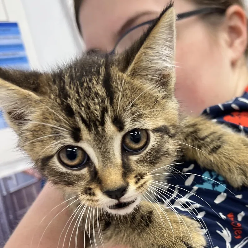A baby small-sized female Gray / Blue / Silver Domestic Short Hair cat named Tails for adoption in Chattanooga, TN