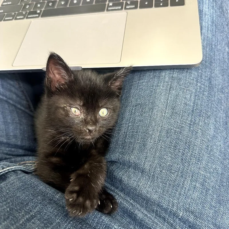 A baby small-sized male Black Domestic Short Hair cat named Carl for adoption in Pacific Palisades, CA