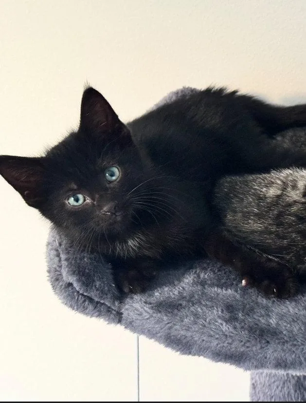 A baby medium-sized male Black Domestic Short Hair cat named Pickles for adoption in Georgetown, KY