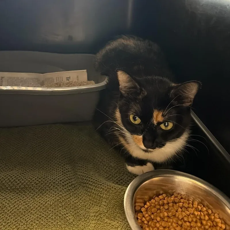 A young large-sized female Domestic Short Hair cat named Eucalyptus for adoption in Tacoma, WA