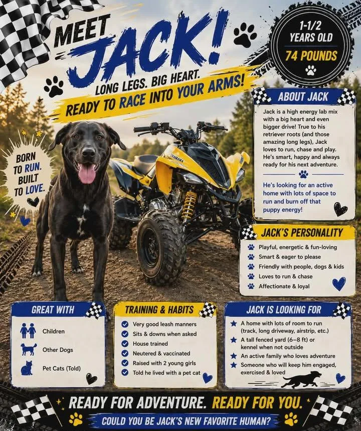 An adult large-sized male Black Labrador Retriever dog named Jack for adoption in Lewiston, ID