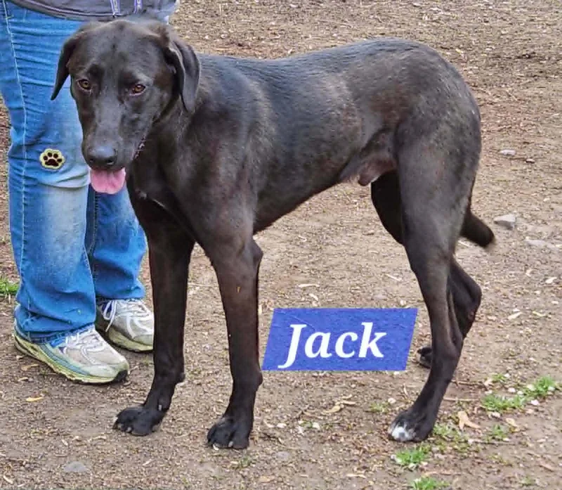 Jack thumbnail 2