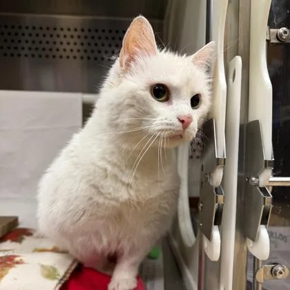 A young medium-sized female Domestic Medium Hair cat named Betty for adoption in Merriam, KS