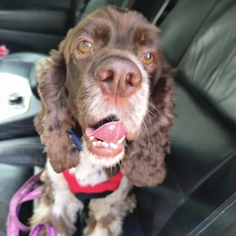 An adult medium-sized male Cocker Spaniel dog named Jasper for adoption in Springfield, MO
