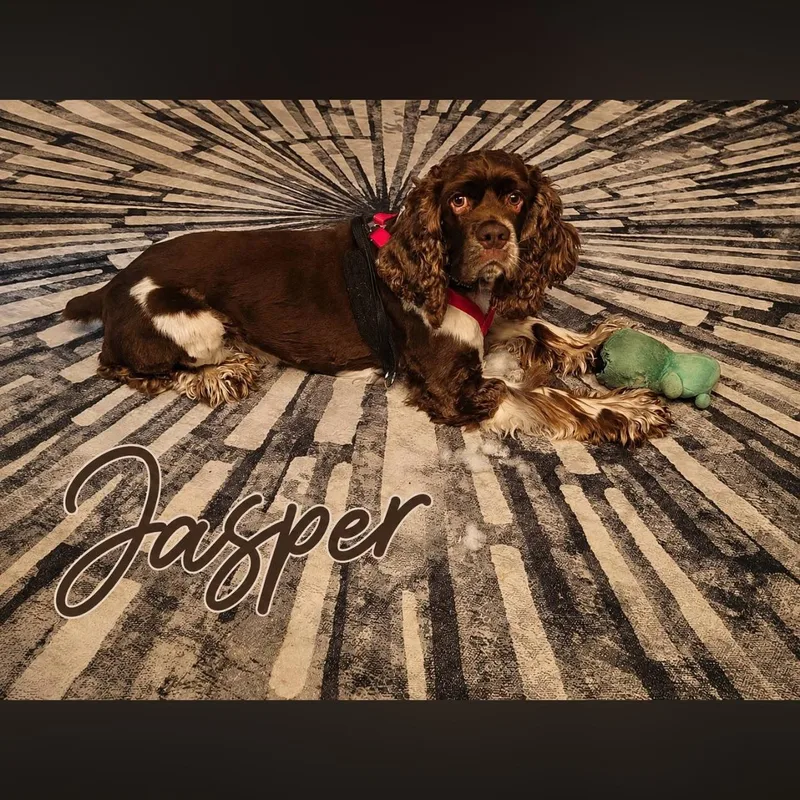 Jasper thumbnail 2