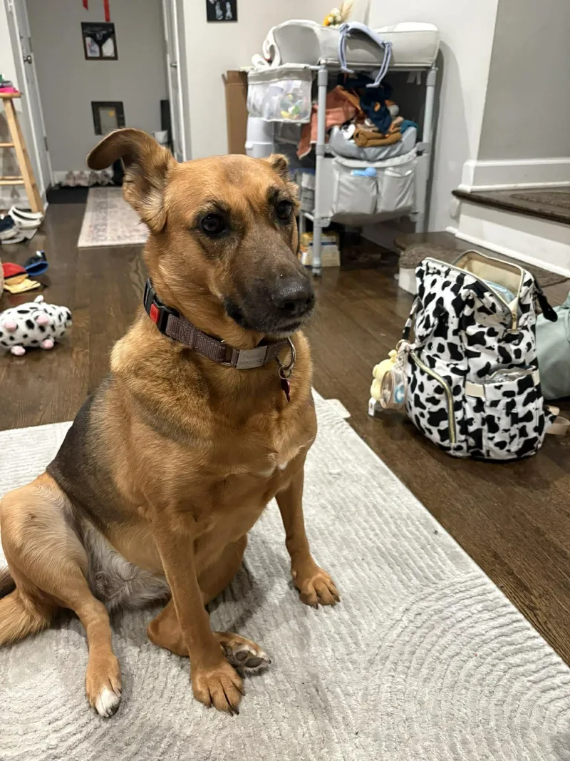 An adult medium-sized female Saluki dog named Zena for adoption in Palos Heights, IL