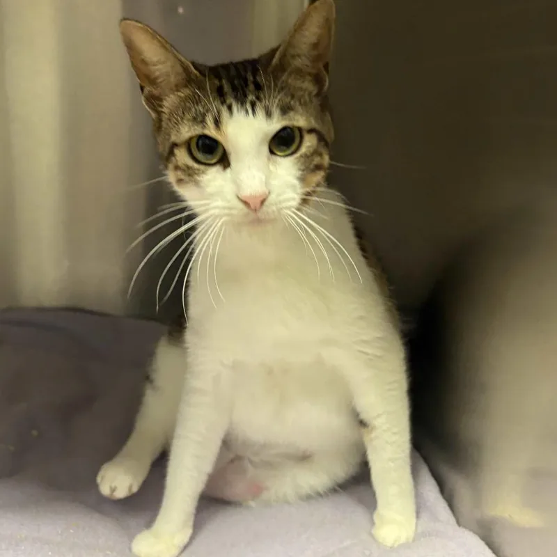 An adult medium-sized female Brown / Chocolate Domestic Short Hair cat named Peggy for adoption in Beaumont, TX