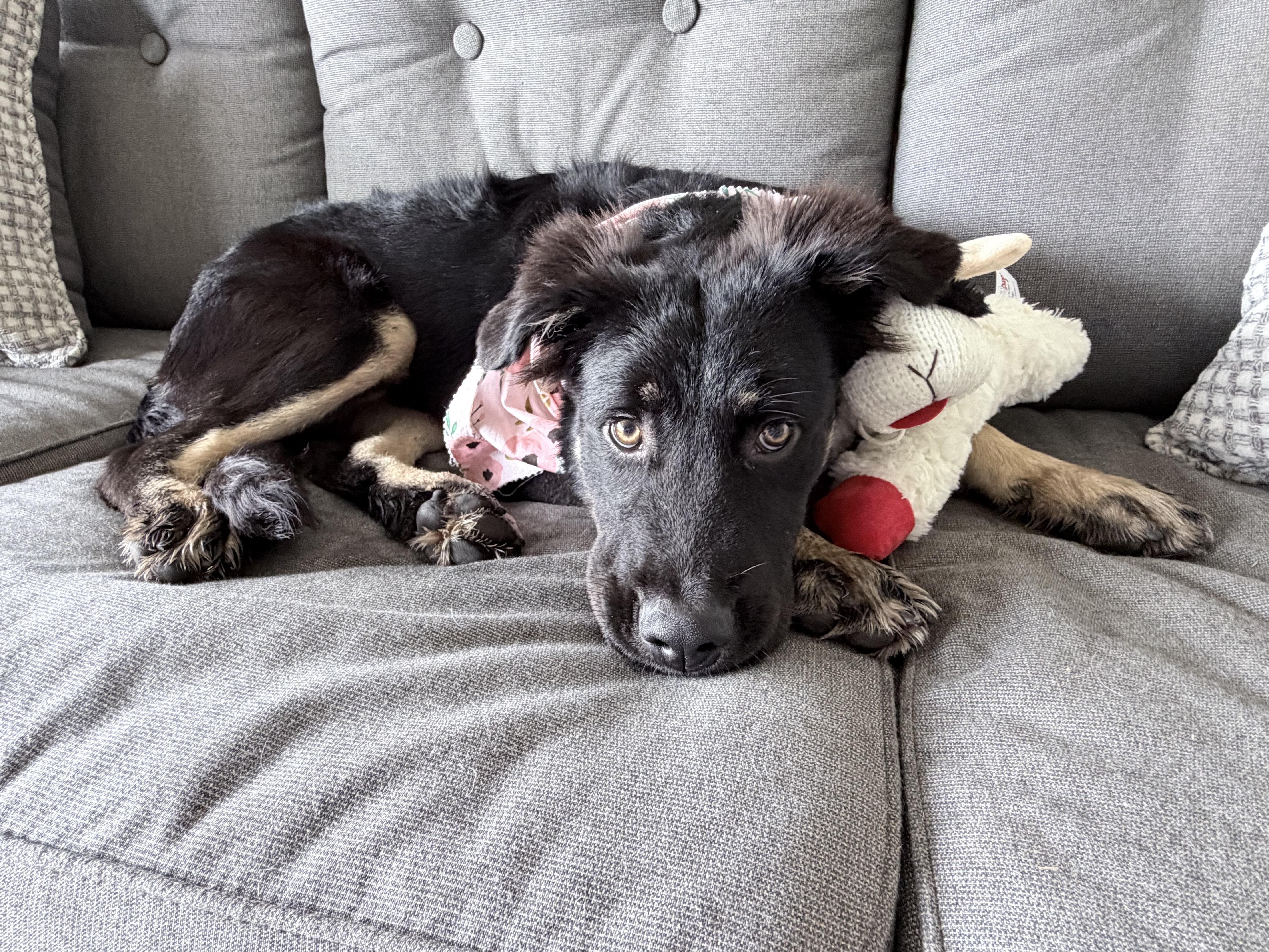 Reill  A Pup thumbnail 2