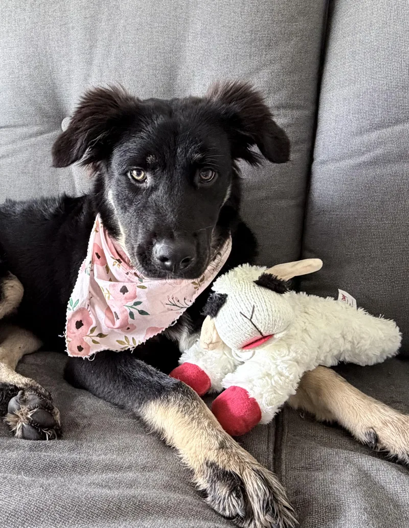 Reill  A Pup thumbnail 3