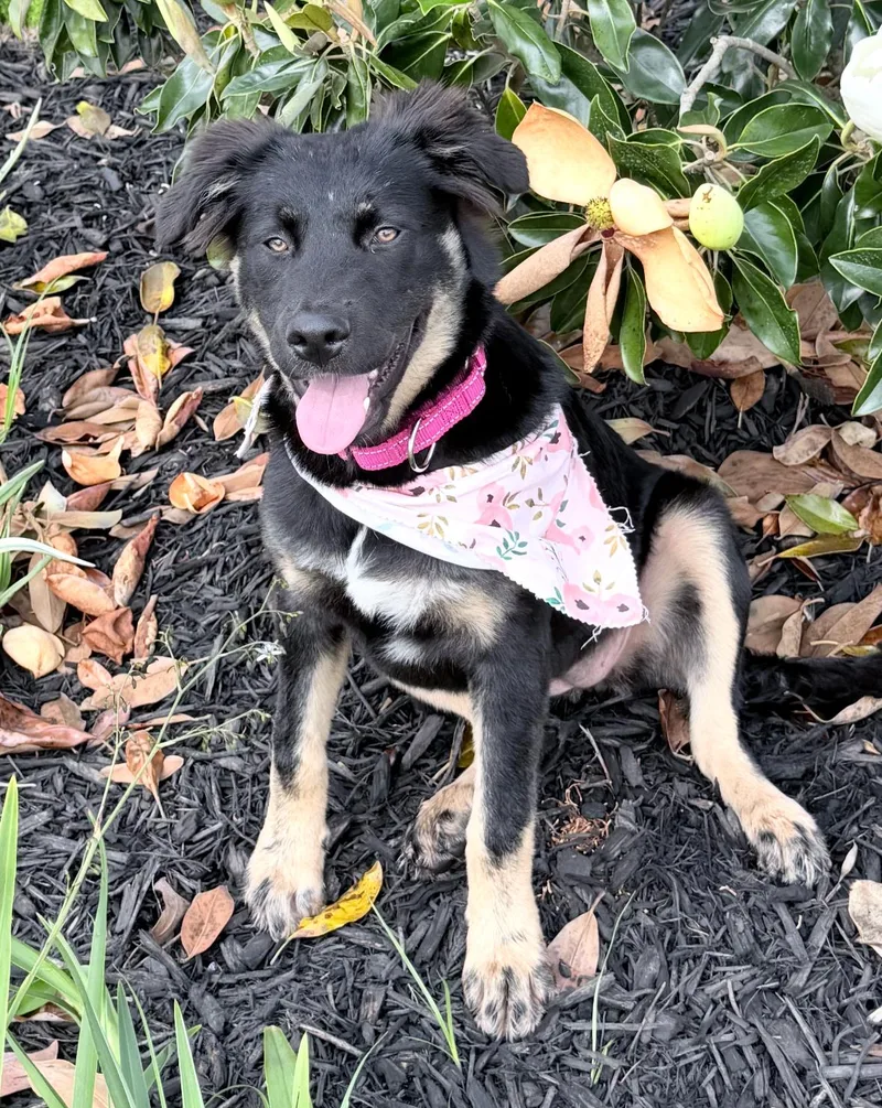 Reill  A Pup thumbnail 5