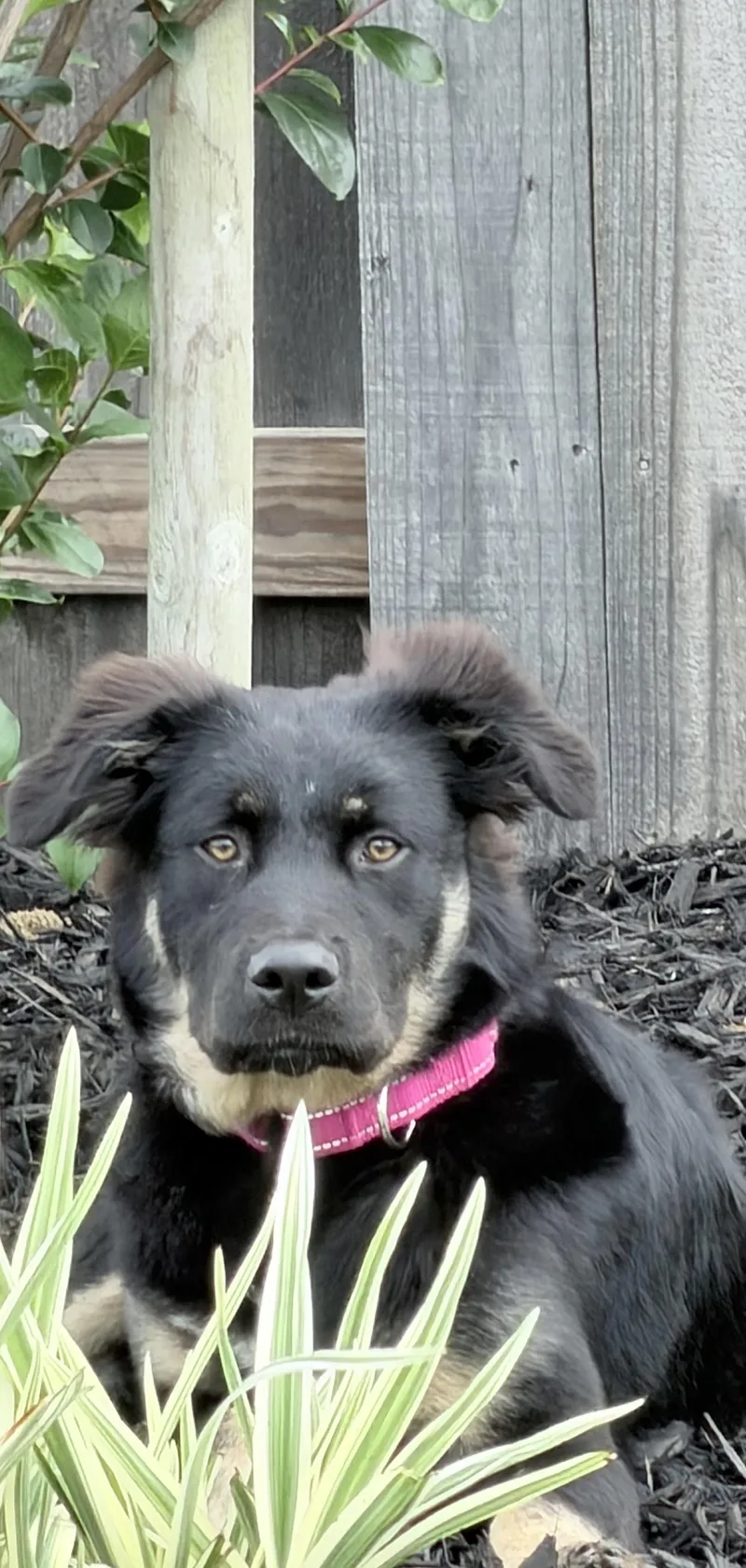 Reill  A Pup thumbnail 6