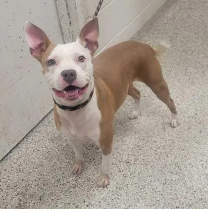 An adult medium-sized female Yellow / Tan / Blond / Fawn Pit Bull Terrier dog named Nairobi for adoption in Kansas City, MO