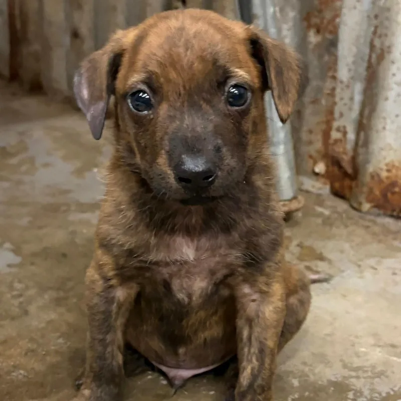 A baby medium-sized male Australian Cattle Dog / Blue Heeler dog named Chesapeake for adoption in Brewton, AL