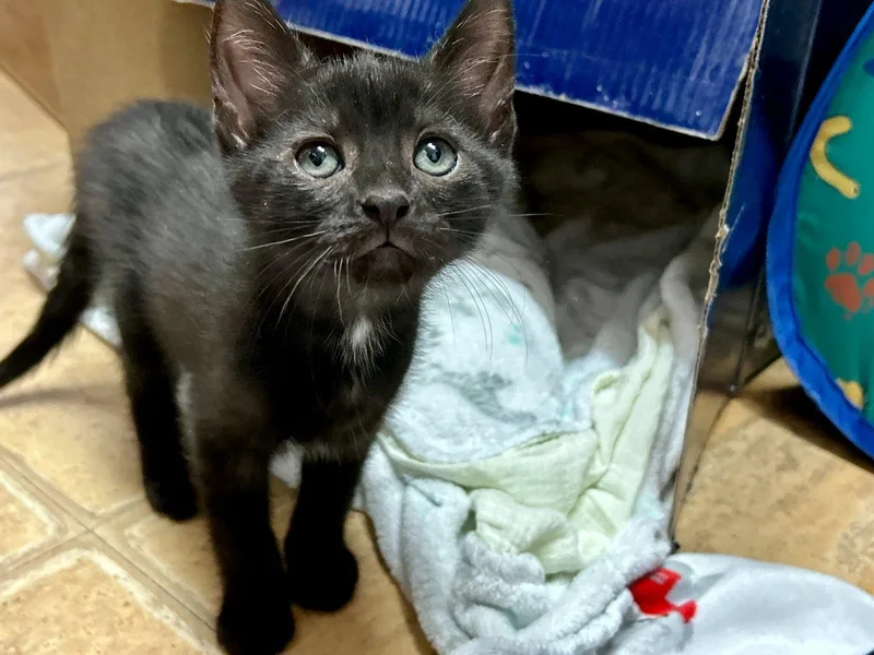 A baby small-sized male Black Domestic Short Hair cat named Mason for adoption in Raleigh, NC