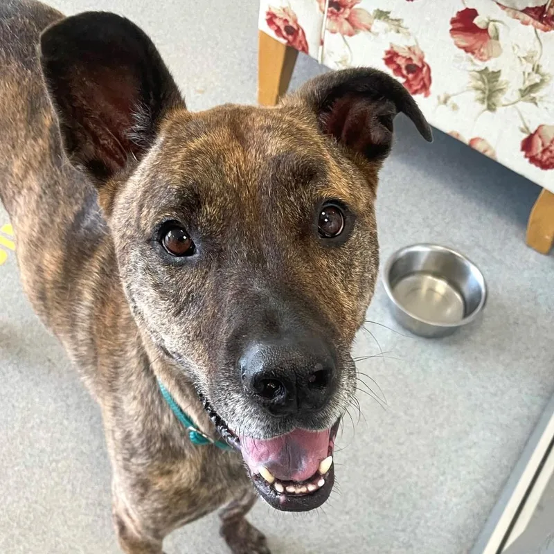 A senior large-sized male Brindle Mixed Breed dog named Tony for adoption in New York, NY