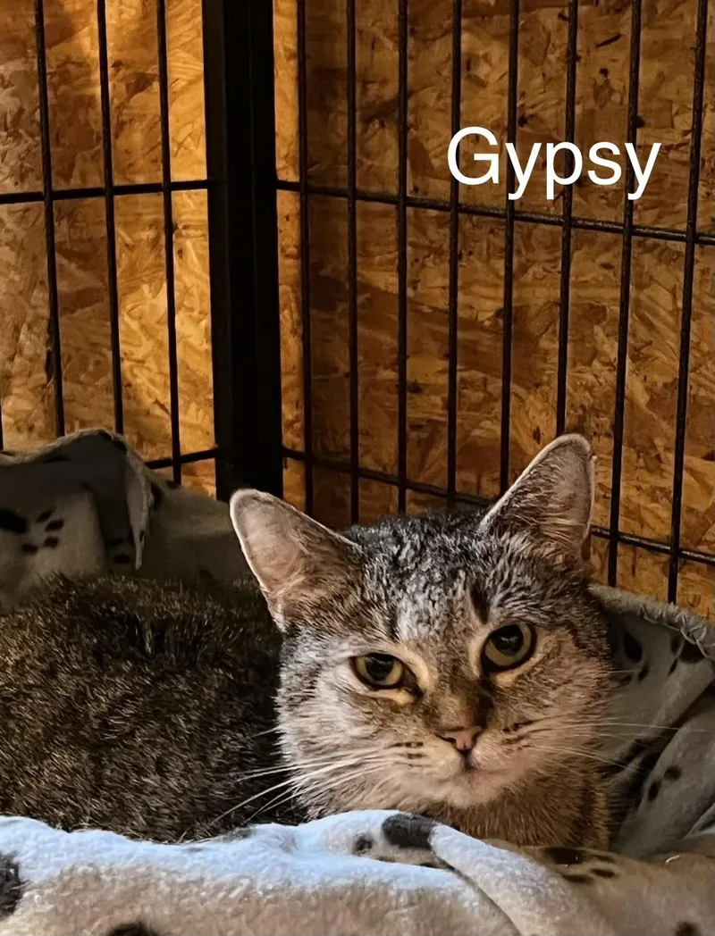 Gypsy thumbnail 2