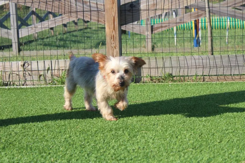 A senior small-sized male Yorkshire Terrier dog named Teddy Bear for adoption in Chestertown, MD