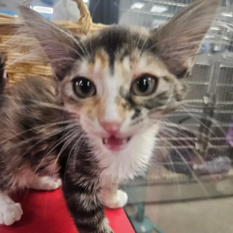 A baby small-sized female Calico Domestic Short Hair cat named Meowshmellow for adoption in Grantsville, UT