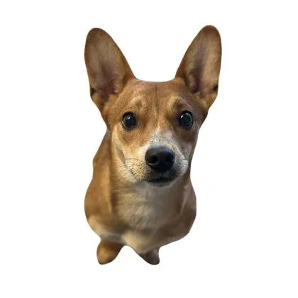 A young medium-sized male Terrier dog named Pedro for adoption in Red Bluff, CA