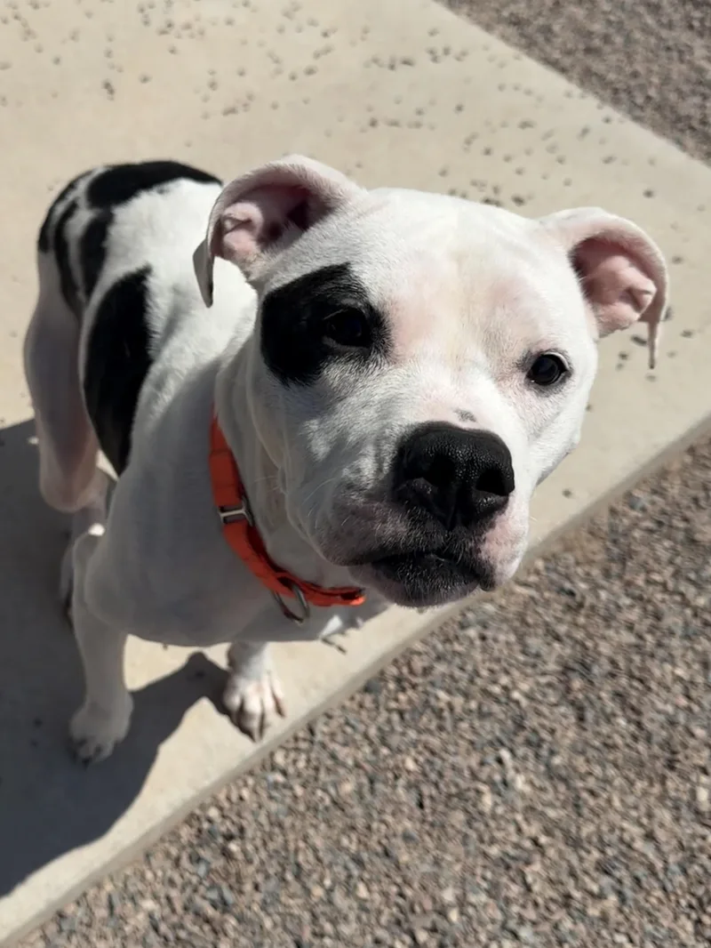 An adult medium-sized female Pit Bull Terrier dog named Ellie for adoption in Sault Sainte Marie, MI