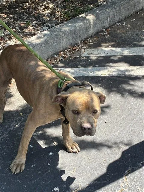A young large-sized male Pit Bull Terrier dog named Buter for adoption in Miami, FL