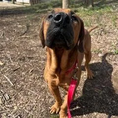 Deputy Dawg thumbnail 2