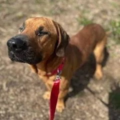 Deputy Dawg thumbnail 3