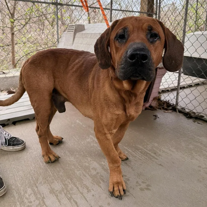 Deputy Dawg thumbnail 4