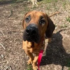 Deputy Dawg thumbnail 5