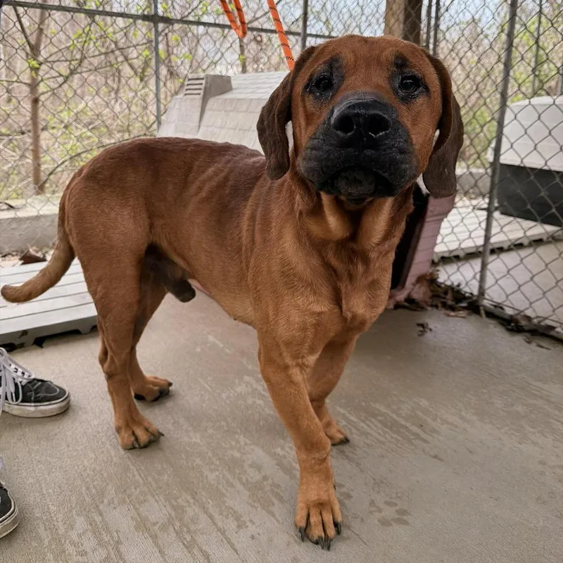 Deputy Dawg thumbnail 6