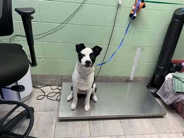 A baby medium-sized male Labrador Retriever dog named Oreo for adoption in Grand Prairie, TX