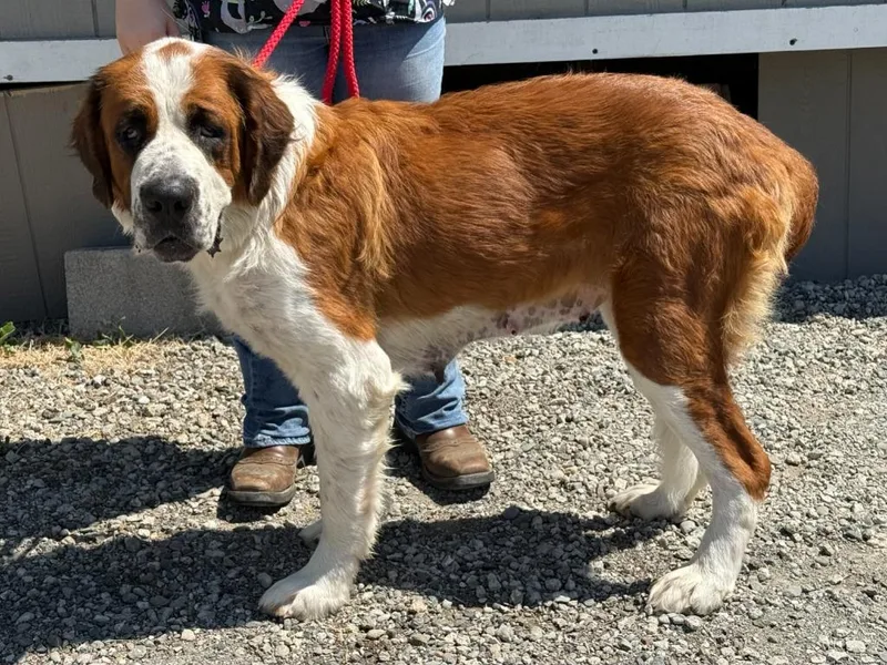 A young extra large-sized female Saint Bernard dog named Octavia for adoption in Vacaville, CA