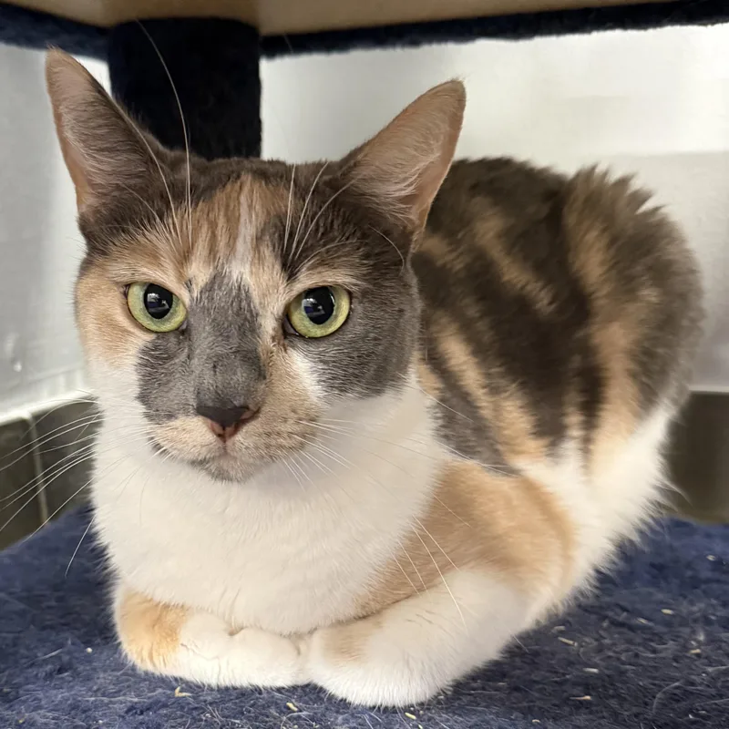 An adult medium-sized female Tortoiseshell Domestic Short Hair cat named Eleanore for adoption in North Haven, CT