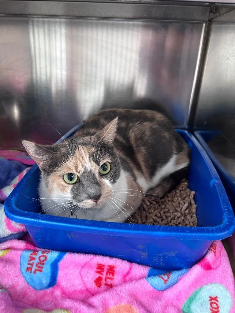 Eleanore thumbnail 2