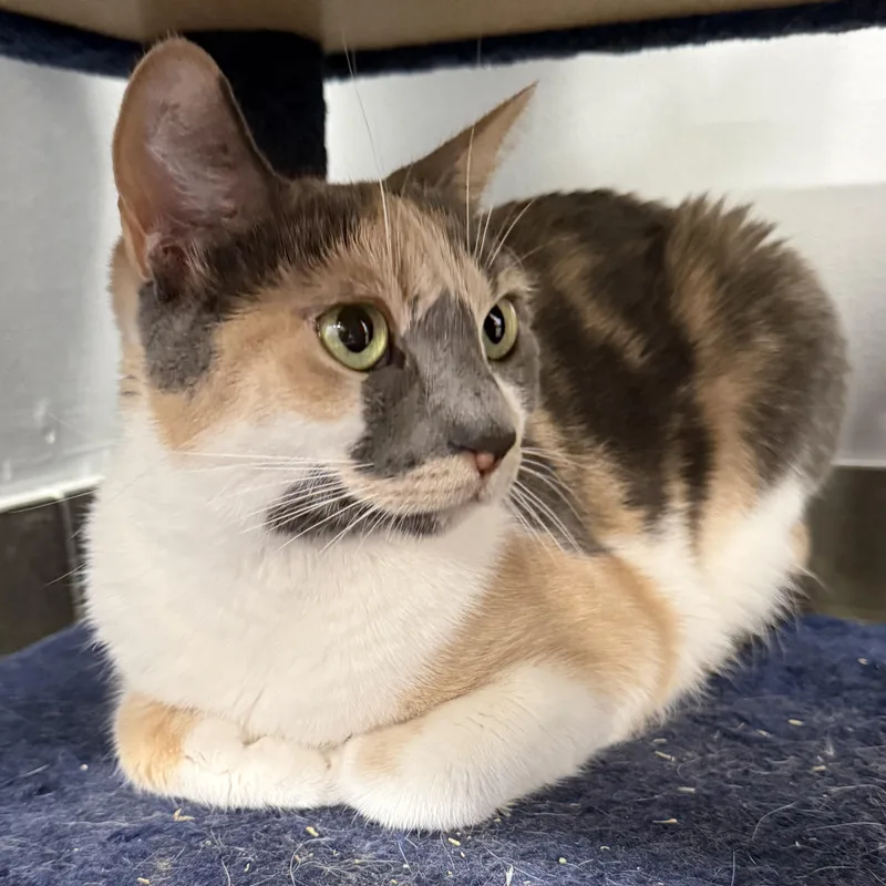 Eleanore thumbnail 3